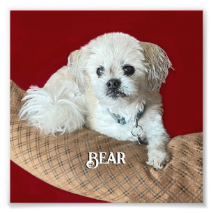 Bear the Malshi Relaxing Photo Print