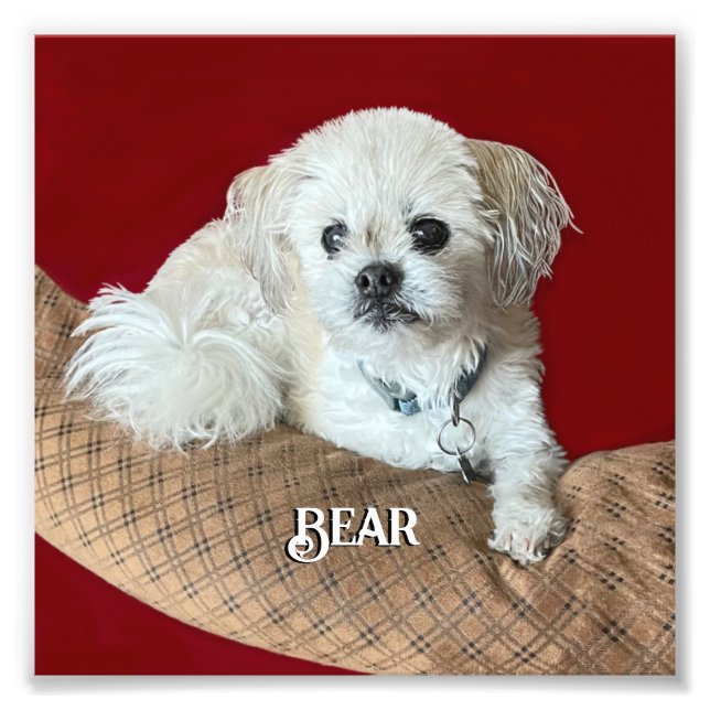 Bear the Malshi Relaxing Photo Print (Front)