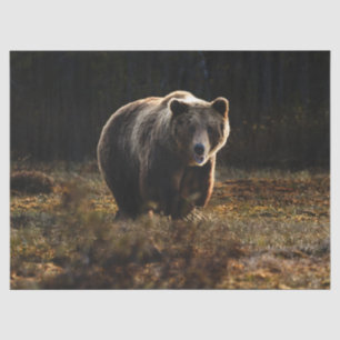 Bear Tissue Paper