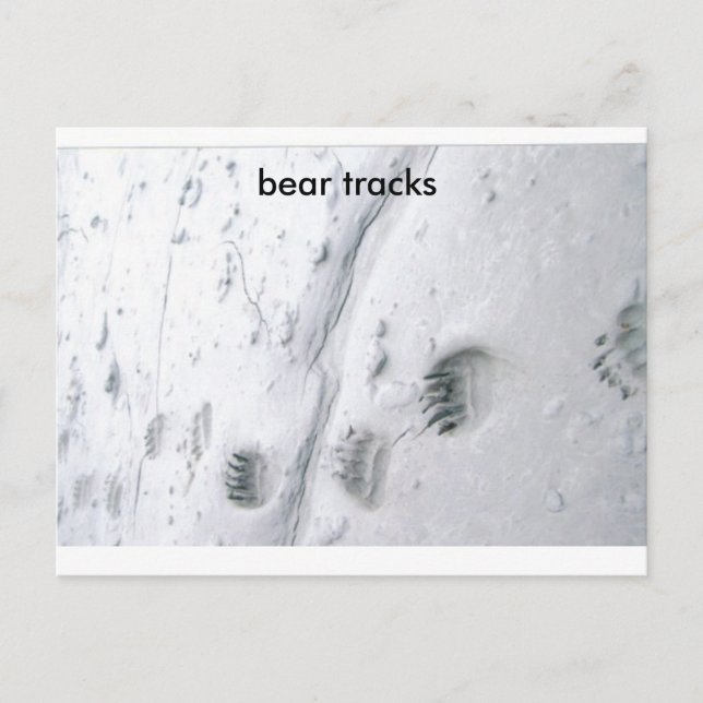 bear tracks, bear tracks postcard (Front)