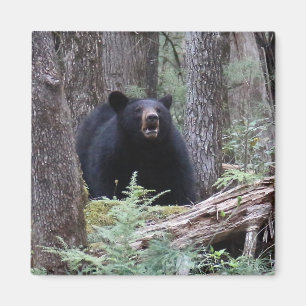 Bear With Me Magnet