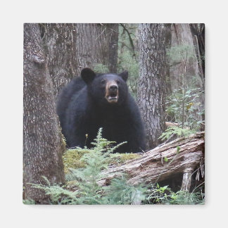 Bear With Me Magnet