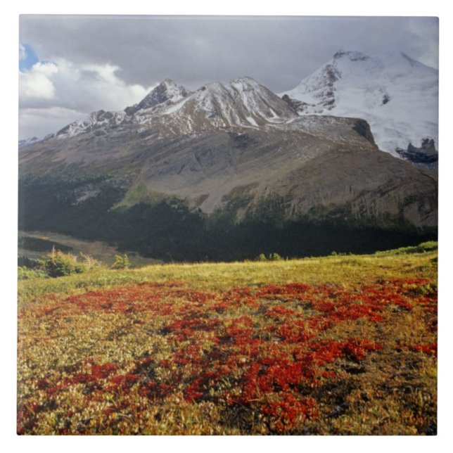 Bearberry in early autumn Athabasca Peak in the Tile (Front)
