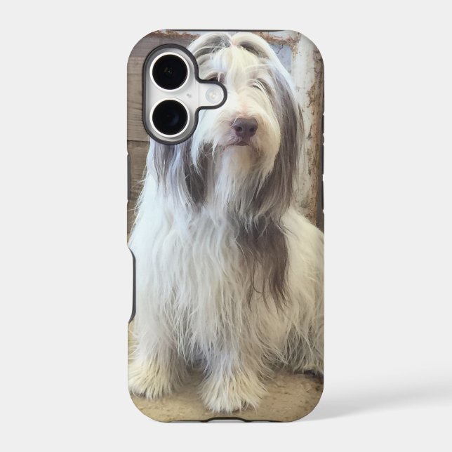 Bearded Collie (Back)