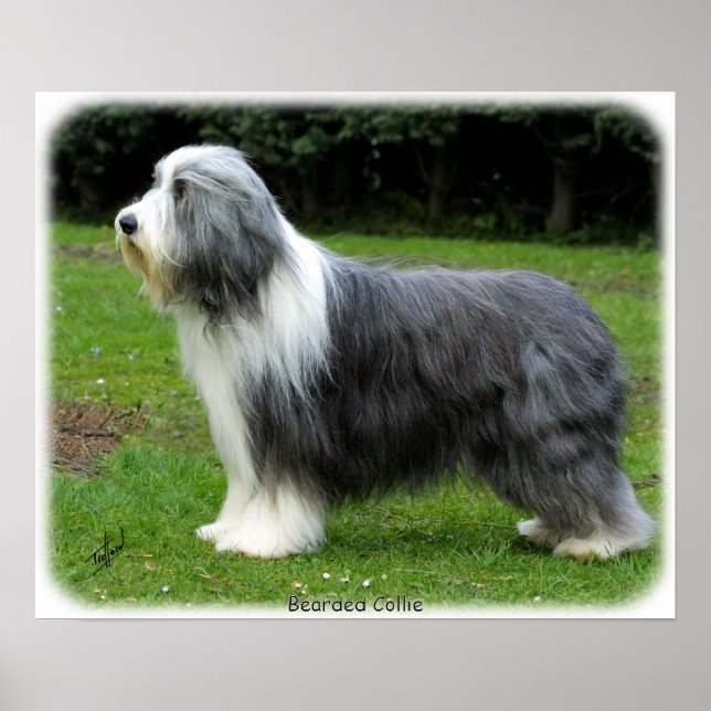 Bearded Collie 8R002D-16 Poster (Front)