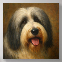 Bearded Collie