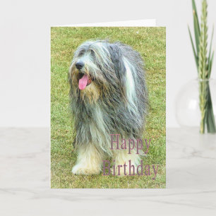 Bearded Collie Birthday card