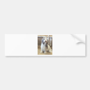 Bearded Collie Bumper Sticker