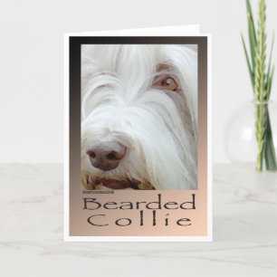 Bearded Collie Card