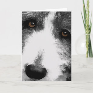 Bearded Collie Eyes Greeting Card
