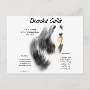 Bearded Collie History; Love Bearded Collies Postcard