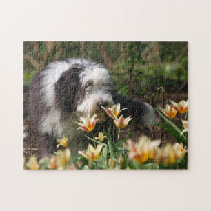 Bearded Collie in Spring Jigsaw Puzzle