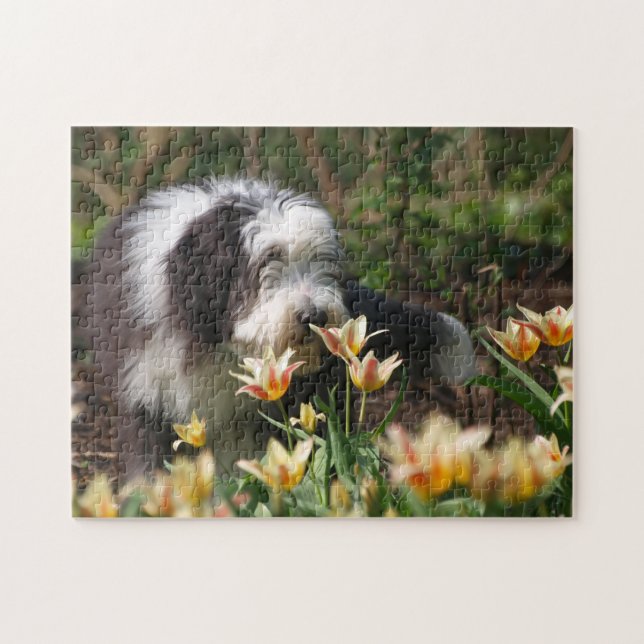 Bearded Collie in Spring Jigsaw Puzzle (Horizontal)