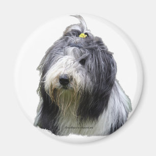bearded collie magnet