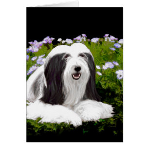 Bearded Collie Painting - Cute Original Dog Art