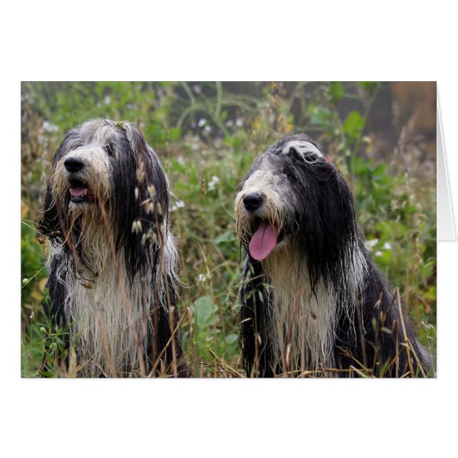 bearded collie pair (Front Horizontal)