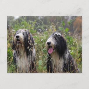bearded collie pair postcard