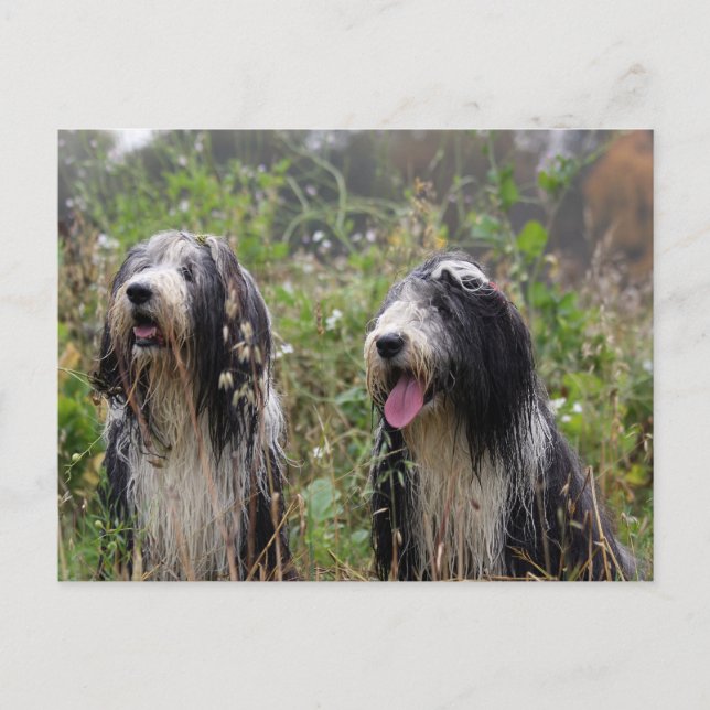bearded collie pair postcard (Front)