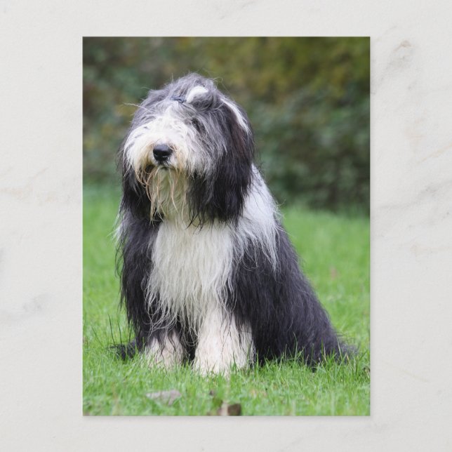 bearded collie postcard (Front)