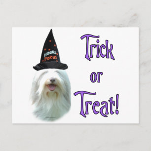 Bearded Collie Trick Postcard
