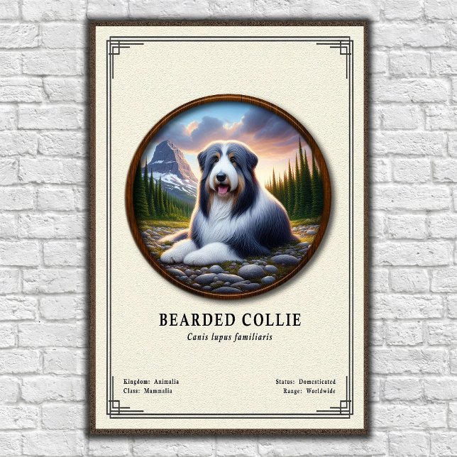 Bearded Collie Zoology Series Poster (Creator Uploaded)