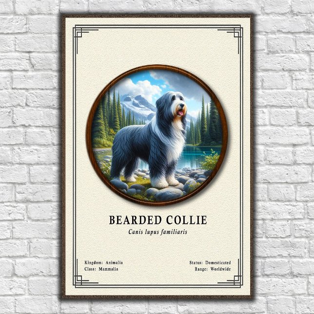 Bearded Collie Zoology Series Poster (Creator Uploaded)