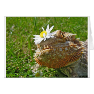Bearded dragon
