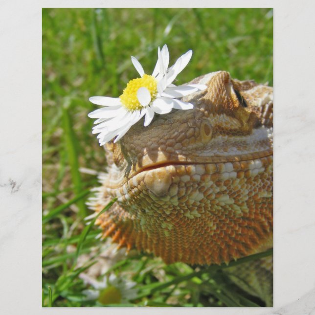 Bearded dragon (Front)