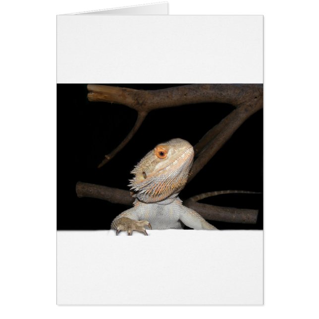 Bearded dragon 2 (Front)