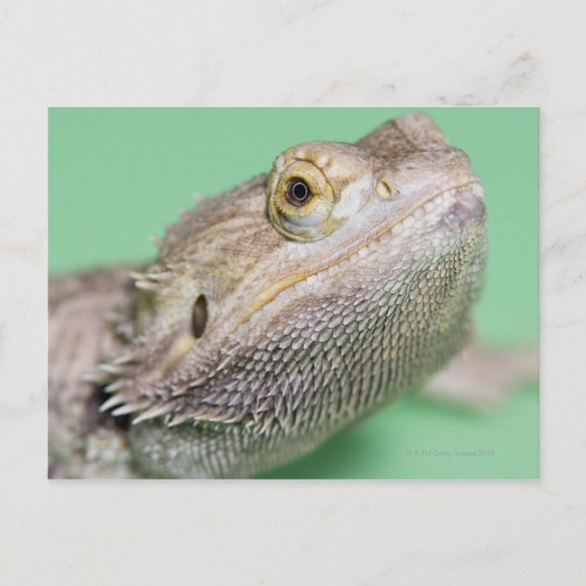 Bearded dragon 2 postcard (Front)