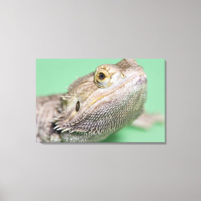 Bearded dragon canvas print (Front)