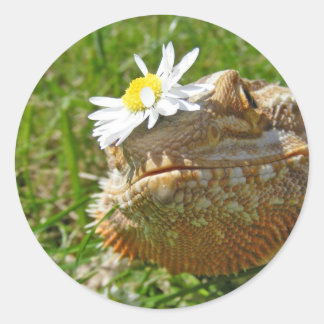 Bearded dragon classic round sticker