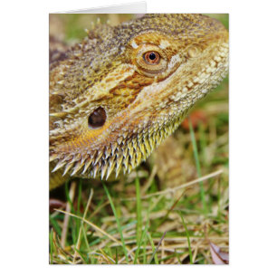 Bearded Dragon Head