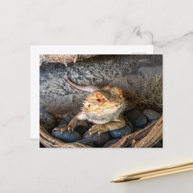 Bearded Dragon Lizard Postcard (Front/Back In Situ)