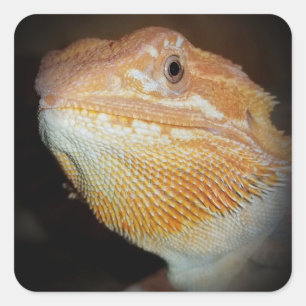 Bearded Dragon Lizard Sticker