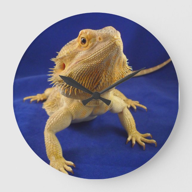Bearded Dragon on Blue Large Clock (Front)