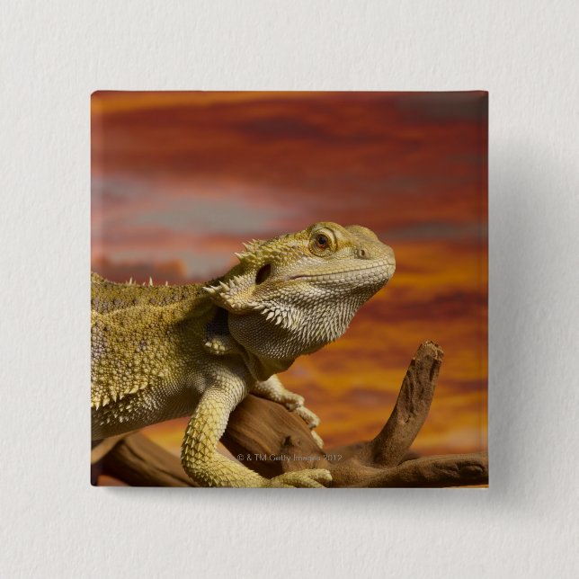 Bearded dragon (Pogona Vitticeps) on branch, 2 Inch Square Button (Front)
