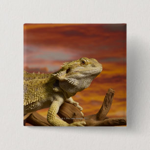 Bearded dragon (Pogona Vitticeps) on branch, 2 Inch Square Button