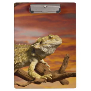 Bearded dragon (Pogona Vitticeps) on branch, Clipboard