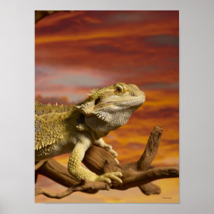 Bearded dragon (Pogona Vitticeps) on branch, Poster