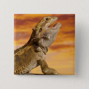 Bearded dragon (Pogona Vitticeps) on rock, 2 Inch Square Button