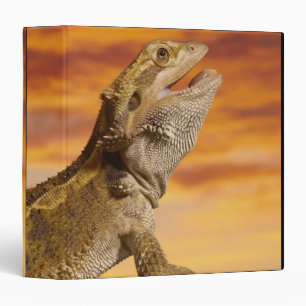 Bearded dragon (Pogona Vitticeps) on rock, Binder