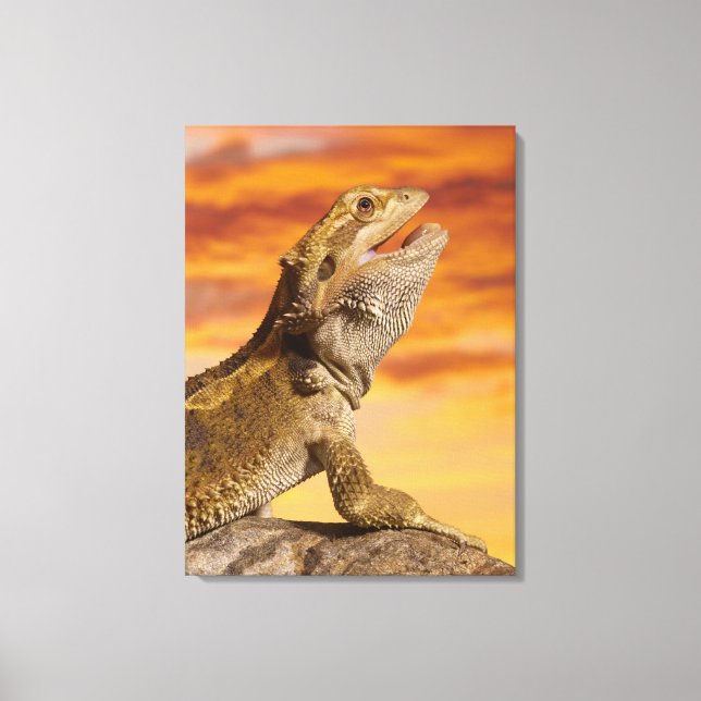 Bearded dragon (Pogona Vitticeps) on rock, Canvas Print (Front)