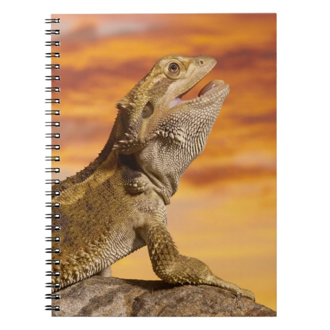 Bearded dragon (Pogona Vitticeps) on rock, Notebook (Front)
