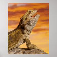 Bearded dragon (Pogona Vitticeps) on rock,