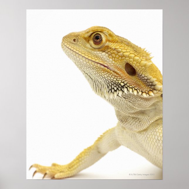 Bearded dragon (Pogona Vitticeps) Poster (Front)