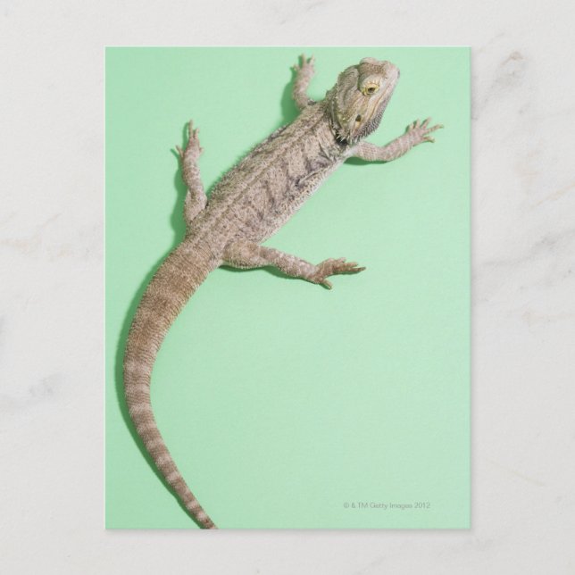 Bearded dragon postcard (Front)