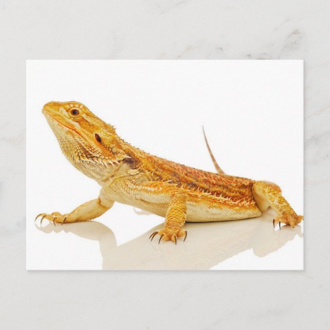 Bearded Dragon Postcard (Front)