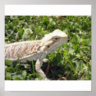 Bearded Dragon Poster