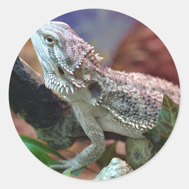 Bearded Dragon Stickers (Front)